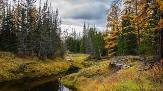 Моя Жизнь в Тайге. Рыбалка, Огород, Охота, Промысел.