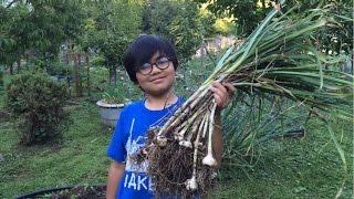 Harvesting Garlic (Allium Sativum) | Dad Says To Repel Ghosts In Our Backyard? Is There Truth To It?