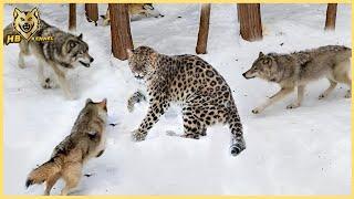 Wolf Pack Attack  Snow Leopard | Wolves Hunting  Session