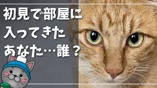 野良猫が我が家のように遊びに来るｗ【ロシアンブルー】NNN猫