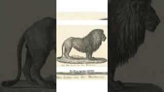 The Barbary Lion | Atlas Lion #1MINWILDCHILD
