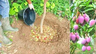 How to Make Organic Fertilizer for Mango Trees | Best Organic Fertilizer