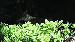 Coyote meets JSAR Raptor 22 and Varmint Knocker slug