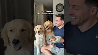 The ultimate challenge… can dogs leave an entire steak