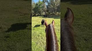 MY FAVORITE PLACE TO BE️ #equestrain #horse #horseriding #trailriding