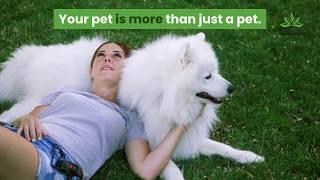 CBD for pet wellness