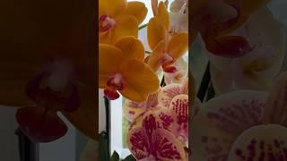 ВСІ ОРХІДЕЇПРОДОВЖУЮТЬ КВІТОНОСИ #phalaenopsis #orchid #shorts