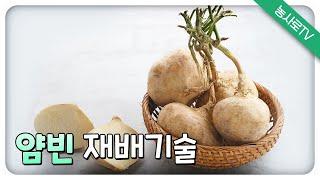 [농업기술동영상] 얌빈 재배기술