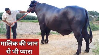 मालिक की जान से भी प्यारा || Raka Bull Dobh || All India Champion (9812623000)