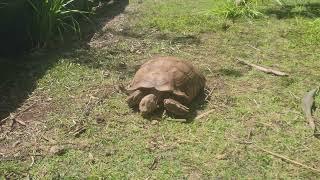 Makauwahi Cave Reserve Tortoise 06/2022