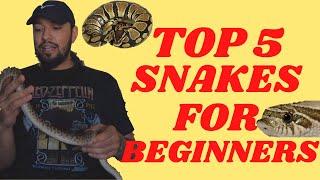 The Top 5 Snakes For Beginner Reptile Keepers! (2020 List)