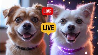 Watch This INSANE Transformation –Ordinary to Stunning! #shorts #verticallive #livestreaming