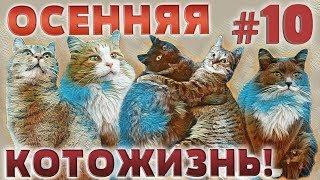 ОСЕННЯЯ КОТОЖИЗНЬ!  10 СЕРИЯ - 16-18 ноября 2018