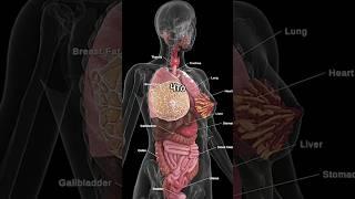 Что происходит с Вашим телом, если не есть 3 дня #здоровье #полезные советы #здоровый образ жизни