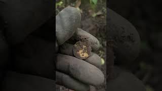 aluminium bronze coin - as gold #metaldetecting #gold #xpdeus  #ussr