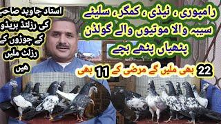 Teddi kmgr rampuri motiyonwaly pigeon breed pathhiyan pathy