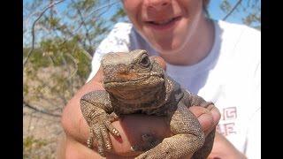 Chuckwalla