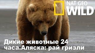 Nat Geo Wild: Дикие животные 24 часа.Аляска: рай гризли / Wild 24