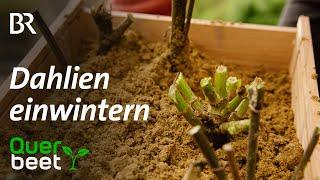 Dahlien und Ziersalbei: Einwintern im Querbeet-Garten