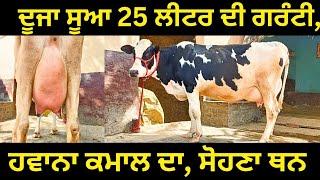 ਦੂਜਾ ਸੂਆ 25 ਲੀਟਰ ਦੀ ਗਰੰਟੀ, ਹਵਾਨਾ ਕਮਾਲ ਦਾ, ਸੋਹਣਾ ਥਨ #azaddairyfarm #dairy #cows