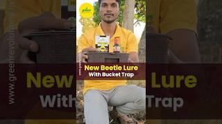 How To Use Bucket Trap Beetle Lure | Pheromone Trap For Coconut | Rhinoceros Beetle Management