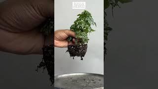 Bonsai Begonia | 3 Month Progression | 1Min or Less