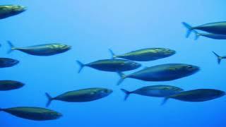 IOA - How Noisy Are Fish by Dr Nikhil Mistry teaser video for 8 March Webinar presentation