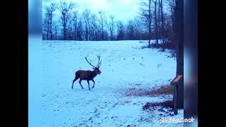 Red deer.Red stag in winter ️