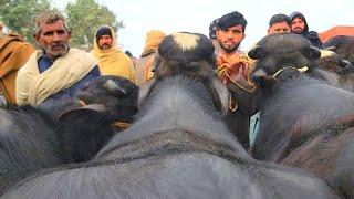 LIVE DEAL Lahore Mandi Me TOP-CLASS Jhotian | Very High Quality Young Buffalo Farming Business Plan