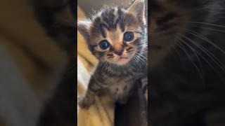 This Cat Can't Stop Stealing 