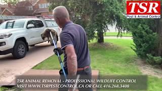 TSR Pest Control - raccoon removal