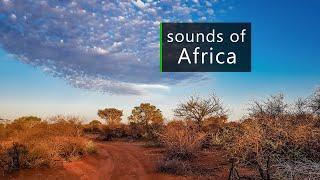 Nature and wildlife sounds from the African savanna