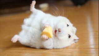 Funny Hamsters Videos | Funny and Cute Moment of the Animals #2