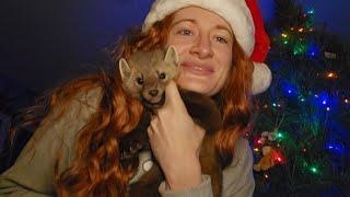 SAVEAFOX'S Mink, Pine Marten, Fishers and Felines get their Christmas presents!