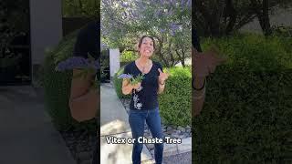 Beautiful Flowers of Our  Vitex (Chaste Tree) for Hormonal Balance