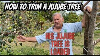 How To Trim a Jujube Fruit Tree