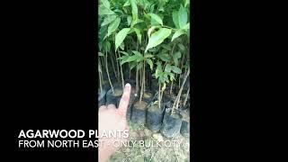 Agarwood and Macadamia Plants from North East- only Bulk Qty