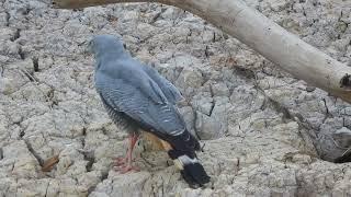 Birds of Pantanal - Crane Hawk #birdsoftheworld #birdwatchingadventures