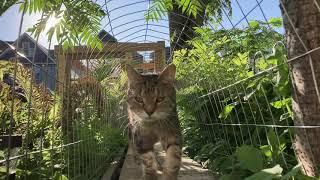 Jelly the cat compilation