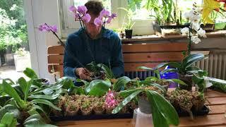 Grundlagen beim Umgang mit Phalaenopsis  - Alles über Orchideen #39 // Gartenschlau.com