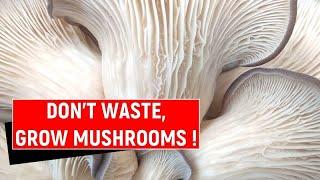 How to grow oyster mushrooms on tea ground coffee ground ? Oyster Mushroom Cultivation At Home