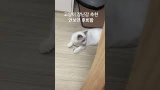 고양이 장난감 추천영상