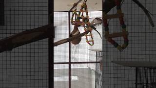 Shikra ne fir Birds pe attack kar diya in Master Cage | Daily Pet Vlogs #birds #cockatiel