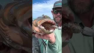 CORAL TROUT- 1.5m of water! #fishing #coraltrout #greatbarrierreef #fish #trout #reef #fish