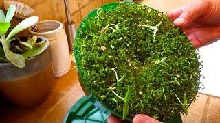 How to Grow Sprouts