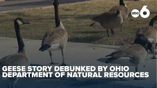 ODNR debunks Springfield geese story