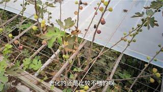 不用再天天问无花果枝条问题啦，今天和大家1起看一看很快就行了