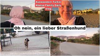 Einsamer alter Straßenhund am Wegesrand | Auswandern Türkei Daily Vlog 12. November 2024