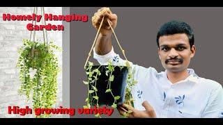 Hanging Plants ||Fast growing hanging plants||low cost easy growing , High growing variety