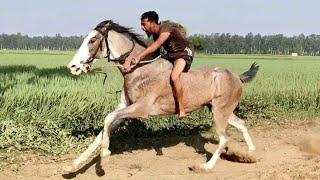 #horseracing#nosaddle#marwarihorselovers#flatracing#trending